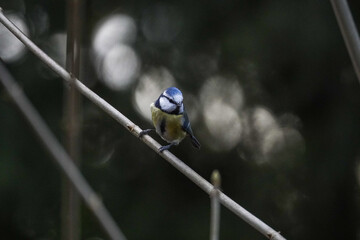 bird on a twig
