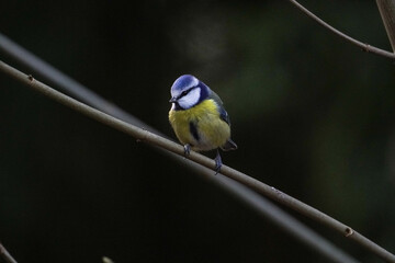 bird perched on a branch