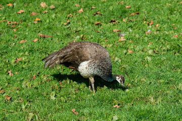 Female peacock feeding on the ground in Canada