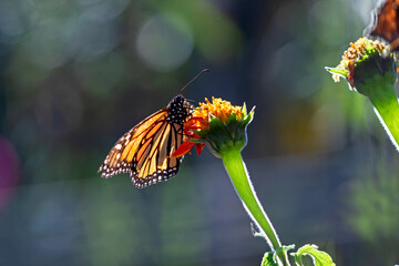 Monarch Butterfly