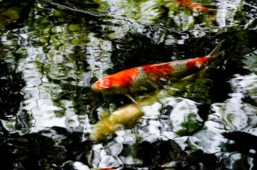 Carp fish swiming in the pond 