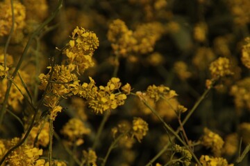 yellow flowers in the forest