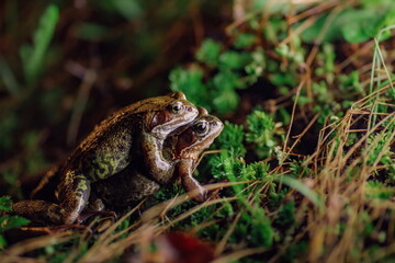 Two common frogs hugging together at night in grass while mating season.