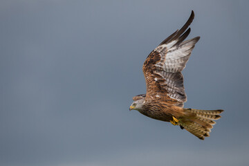 Red Kite bird in Welsh hills flighing nature, animal, bird, feather, beak, wildlife, red kite, birds in the uk, 