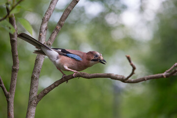 Jay Bird in Woodland Parks London Hyde Park