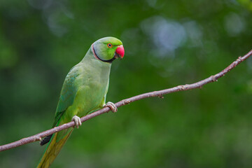 Ring-necked parakeet sat on Branch London in Hyde Park London