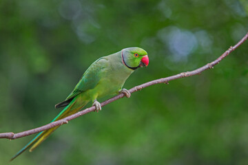 Ring-necked parakeet in Hyde Park London