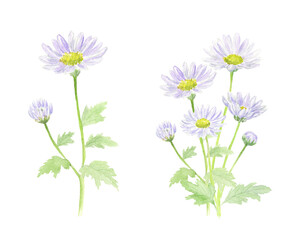 水彩で描いた紫の小菊　アナログイラスト