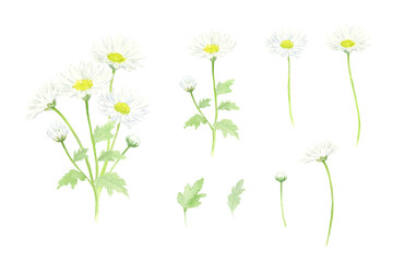 水彩で描いた白い小菊の花セット　ベクター