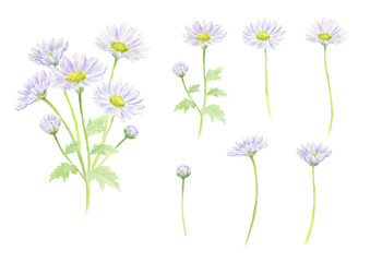 水彩で描いた紫の小菊の花セット　ベクター	