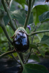 eggplant plant in farm at sunset