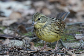 black faced bunting in the forest