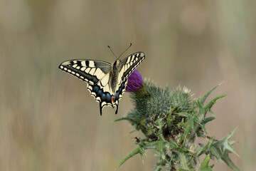 Old World Swallowtail Papilio machao foraging on thistle