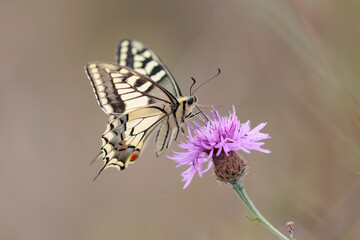 Fototapeta na wymiar Old World Swallowtail Papilio machao foraging on thistle