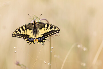 Old World Swallowtail Papilio machao foraging on thistle