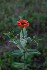 red flower in the garden