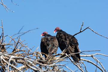 Two Vultures