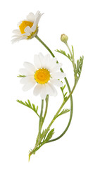 Vouquet of white camomiles isolated on white background. Field wild chamomile. Spring or summer blossom blooming. Field flower - 479251253