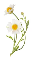 Zelfklevend Fotobehang Vouquet of white camomiles isolated on white background. Field wild chamomile. Spring or summer blossom blooming. Field flower © Olga Mishyna