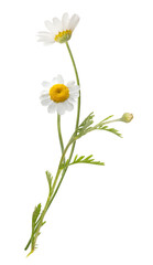 Vouquet of white camomiles isolated on white background. Field wild chamomile. Spring or summer blossom blooming. Field flower - 479251254