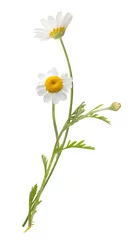 Fototapeten Vouquet of white camomiles isolated on white background. Field wild chamomile. Spring or summer blossom blooming. Field flower © Olga Mishyna