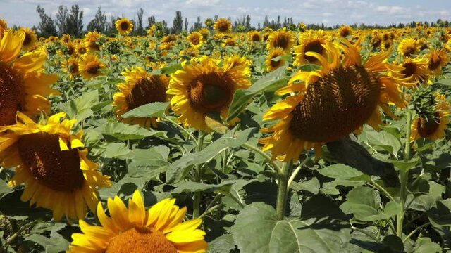 Agricultural sunflower field of vegetable oil