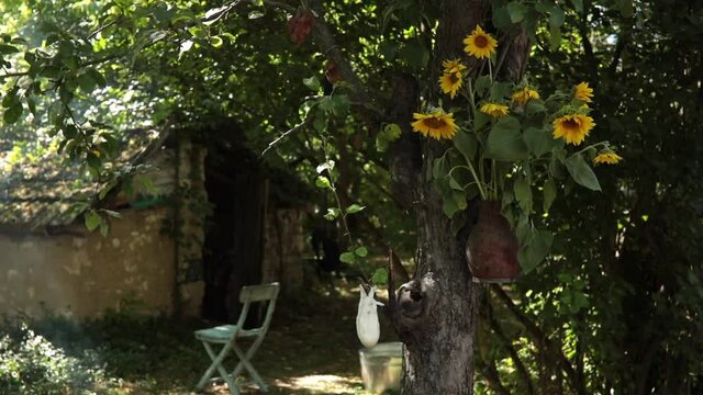 Chair at rustic garden with sunflowers in vase