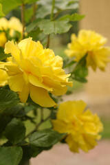 Flower of Yellow rose in the summer garden. Yellow roses on green leaf background with shallow depth of field. Beautiful rose in the sunshine. Yellow garden rose on a bush in  summer garden. Postcards