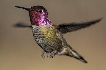 Hummingbird Flying in Flight