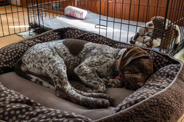 Sleeping young Shorthaired German Pointer puppy