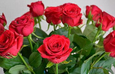 bouquet of blooming dark red roses on a white background. water drops on flower petals after irrigation