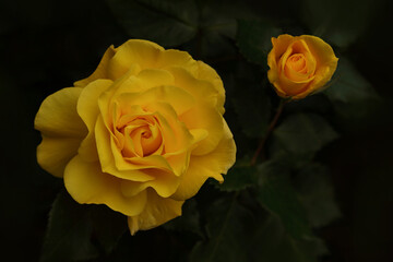 Fototapeta premium Beautiful rose in the sunshine. Flower of Yellow rose in the summer garden. Yellow roses on dark background with shallow depth of field. Yellow garden rose on a bush in a summer garden. Flower petals