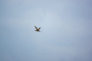 a spring curlew (Numenius) flying under a light blue and white cloud sky