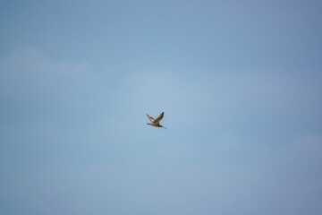 a spring curlew (Numenius) flying under a light blue and white cloud sky