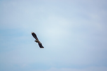 a lapwing (Vanellinae) flying in light blue and white cloud sky