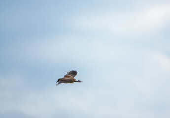 a lapwing (Vanellinae) flying in light blue and white cloud sky