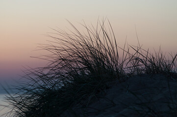 Beach grass at sunset. Pink sky and dark silhouette of dunes