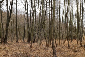 The background texture of trees in a winter forest