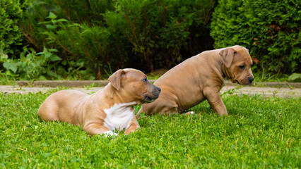 Szczeniaki Amstaff w ogrodzie. Puppies Amstaff in the garden. © Bartosz Gocek