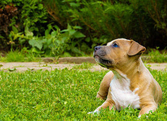 Szczeniaki Amstaff w ogrodzie. Puppies Amstaff in the garden. © Bartosz Gocek