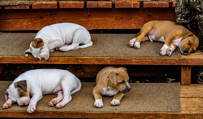 Szczeniaki amstaff na drewnianych schodach. Amstaff puppies on wooden stairs - obrazy, fototapety, plakaty