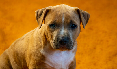 Szczeniak Amstaff. Puppy Amstaff. © Bartosz Gocek
