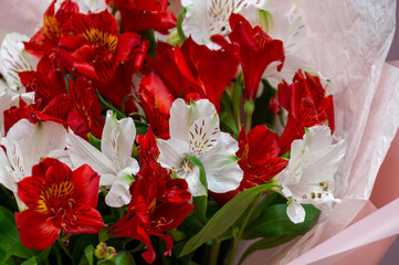 close-up of a bouquet of red and white alstroemeria in a pink wrapping film