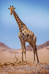 Giraffe in the wild, Namibia Africa
