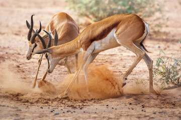 Springbok antelopes fighting in Namibia Africa