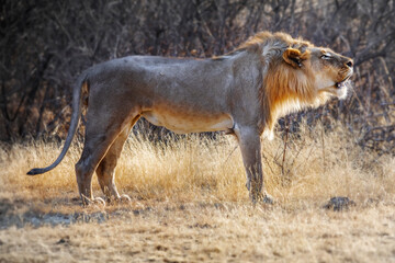 Male lion roaring in the wild in Namibia Africa