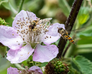 Marmalade Hover Flies at rest and inflight