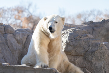adult polar bear is lounging in the sun on a brisk winter day
