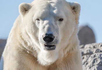 Obraz na płótnie Canvas adult polar bear is lounging in the sun on a brisk winter day
