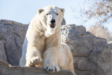 Fototapeta na wymiar adult polar bear is lounging in the sun on a brisk winter day